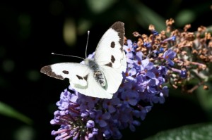 Female Large White Butterfly