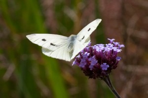 Female Small White Butterfly