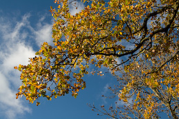 Oak Tree in Autumn