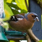 Chaffinch on bird feeder