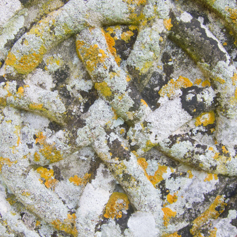 churchyard lichen