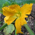 Courgette Flower