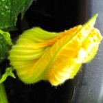 Courgette Flower