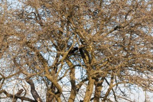 crow's nest-3