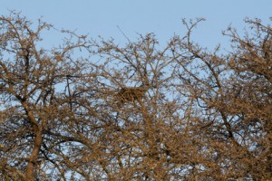 crow's nest