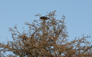 crow's nest-4