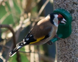 goldfinch 1