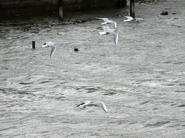 Hovering Gulls