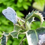 Holly Blue Butterfly 1
