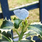 Holly Blue Butterfly 2