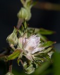 Flower bud on the blackberry