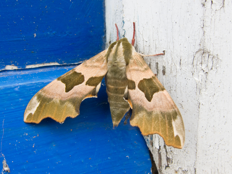 lime hawk moth