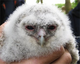 tawny owl chick