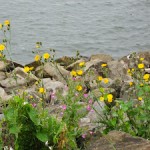 Yellow Flowers Amongst the Rocks