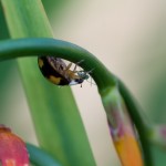 Harlequin ladybird eating greenfly