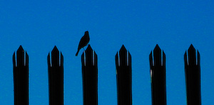 Early Morning Robin on Fence