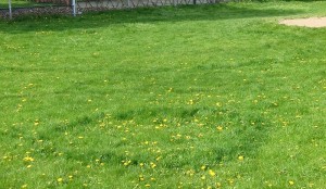 800px-FairyRingSchoolField