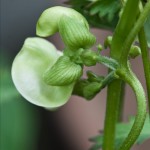 French Bean Flower