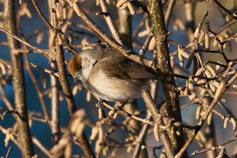 Female Blackcap