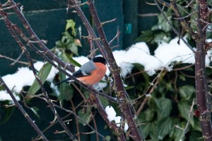 Male Bullfinch