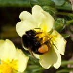 Bombus lapidarius on yellow flower