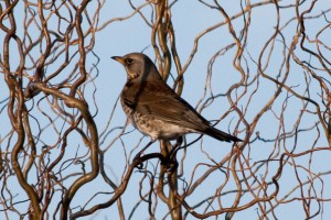 Fieldfare