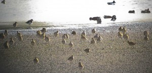 Golden Plover in Winter Plumage