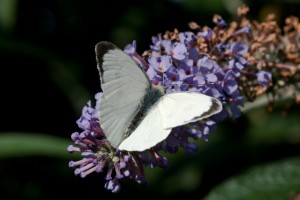 Male Large White Butterfly