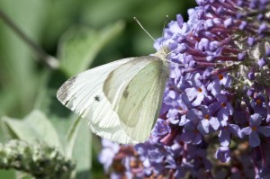 Male Small White Butterfly