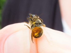 Osmia leaiana-osmia leaiana