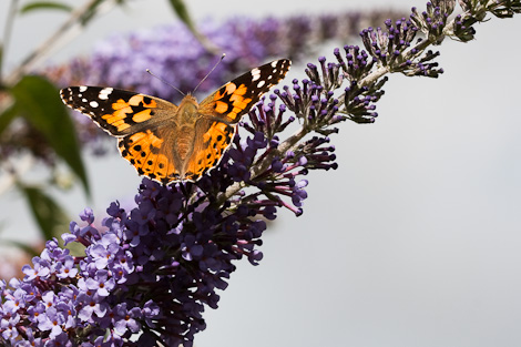 Painted Lady Butterfly