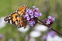 Painted Lady on Verbena