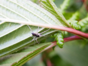 Philodromus dispar