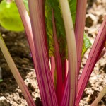 Rainbow Chard