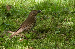 Song Thrush