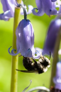 ashy mining bee