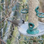 Male Blackcap