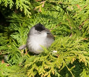 Early Male Blackcap