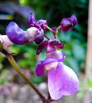 Flower on the Blauhilde Bean Plant