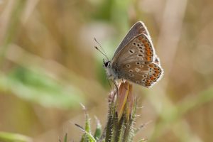 brown argus