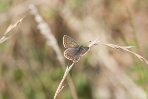 brown argus_2