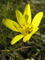 celandine