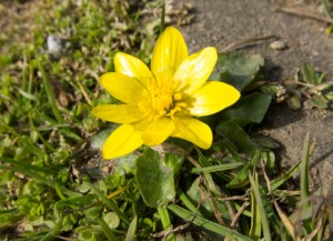 celandine