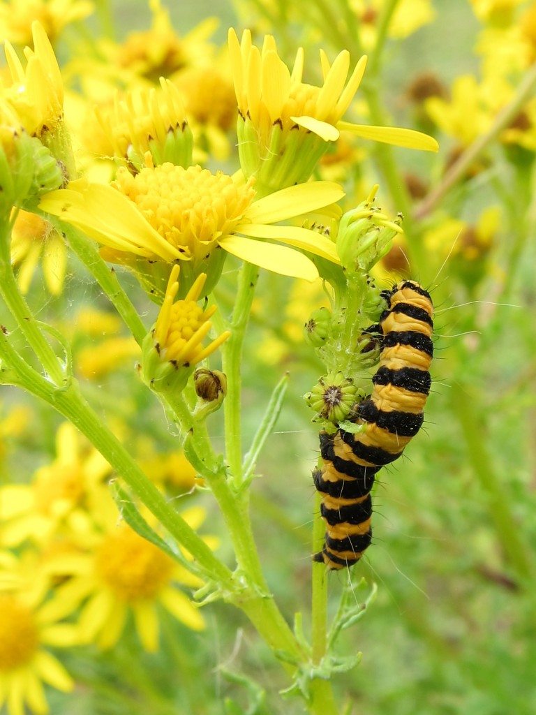 cinnabar moth caterpillar