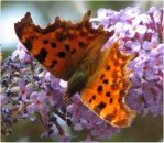 Comma Butterfly