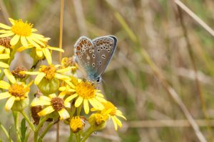 common blue