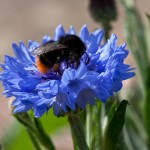 Bombus lapidarius on a cornflower