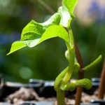 Golden Neckar French Bean