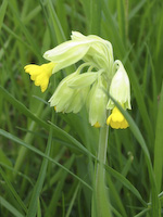 cowslip