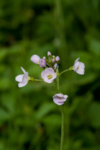 Cuckoo Flower